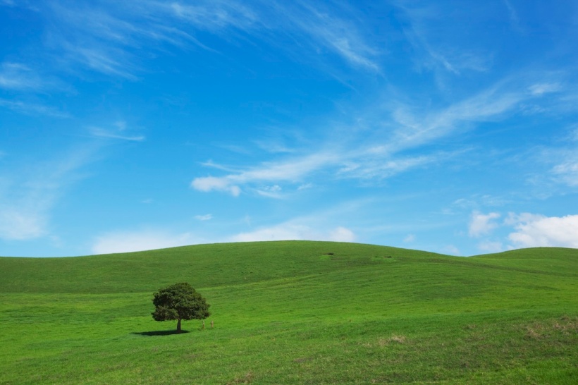 Lone tree on grassy hillside, Kohala Mountain, North Kohala; Isl